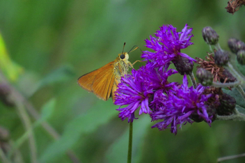 Dion Skipper